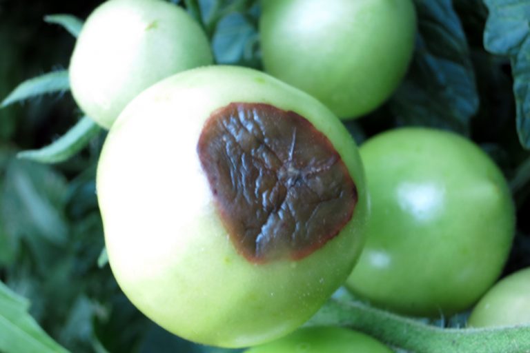 Tomaten haben braune Flecken sind sie trotz Blütenendfäule essbar? Tomaten.de Tomaten haben braune Flecken sind sie trotz Blütenendfäule essbar? Tomaten.de