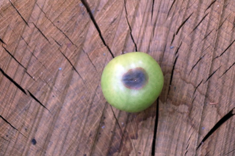 Blütenendfäule bei grüner Tomate