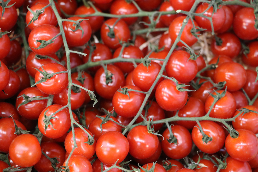 Cocktail tomatoes