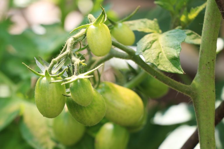 Cocktailtomaten-Anbau - ideale Sorten, Anzucht, Pflanzen & Pflege ...