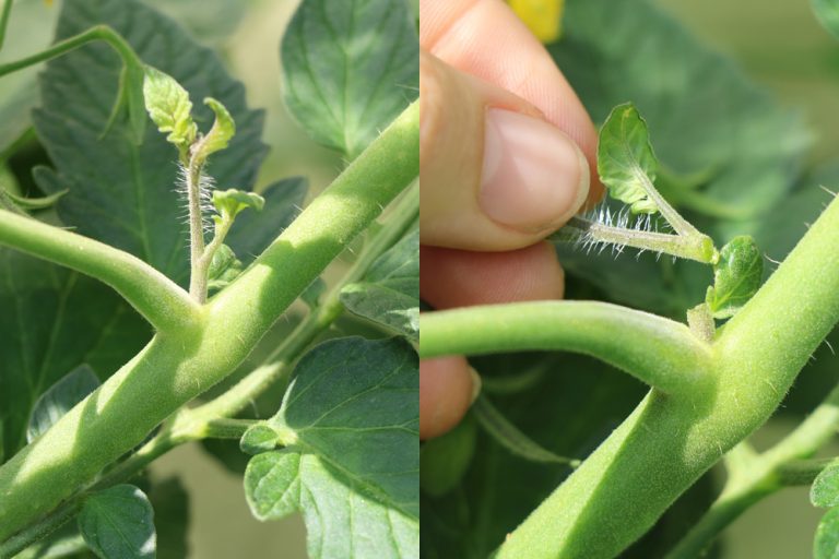Tomaten am Strauch/im Gewächshaus werden nicht rot das hilft Tomaten.de