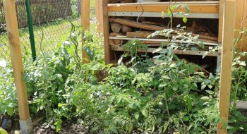 Tomaten Ausgeizen Ja Oder Nein Ab Wann Bebilderte Anleitung