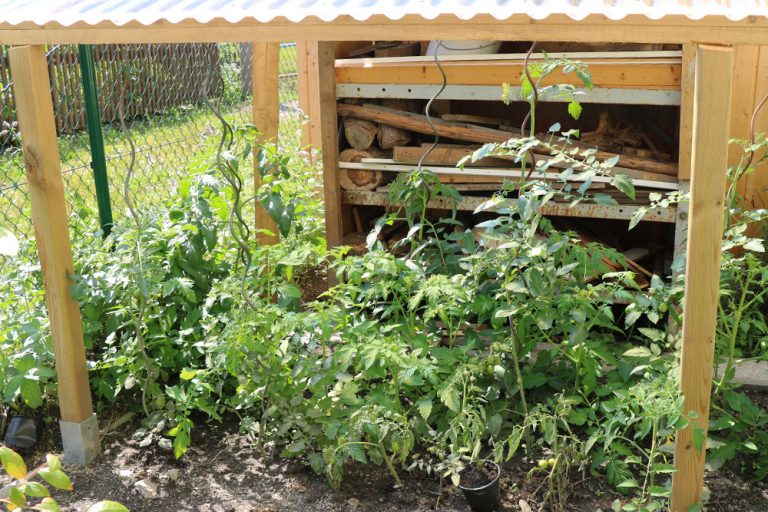 Idealer Standort von Tomaten Schatten, Halbschatten oder Sonne