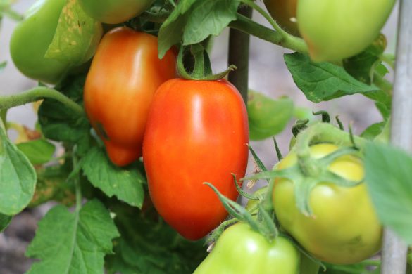 Alte Tomatensorten das sind die besten deutschen TomatenSorten