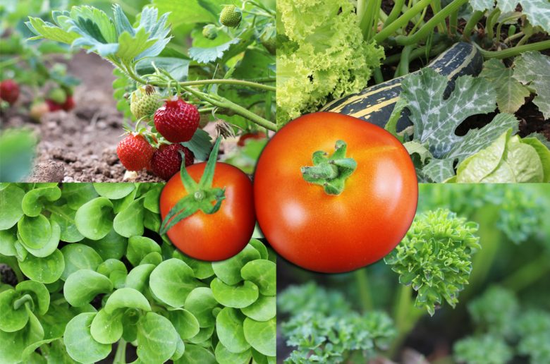 Mischkulturen bei Tomaten