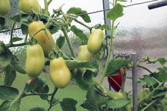 Idealer Standort von Tomaten Schatten, Halbschatten oder Sonne