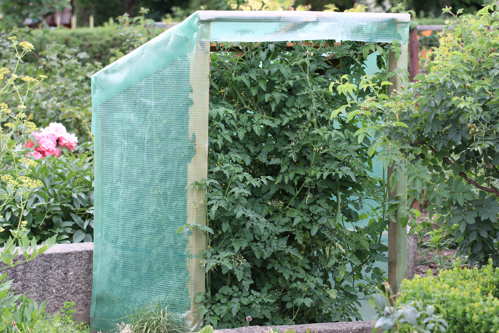 Tomatenhaus - das schützende Gewächaus für Tomaten - Tomaten.de