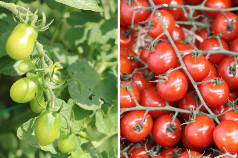 Sind Tomaten mehrjährig? So gelingt das überwintern Tomaten.de