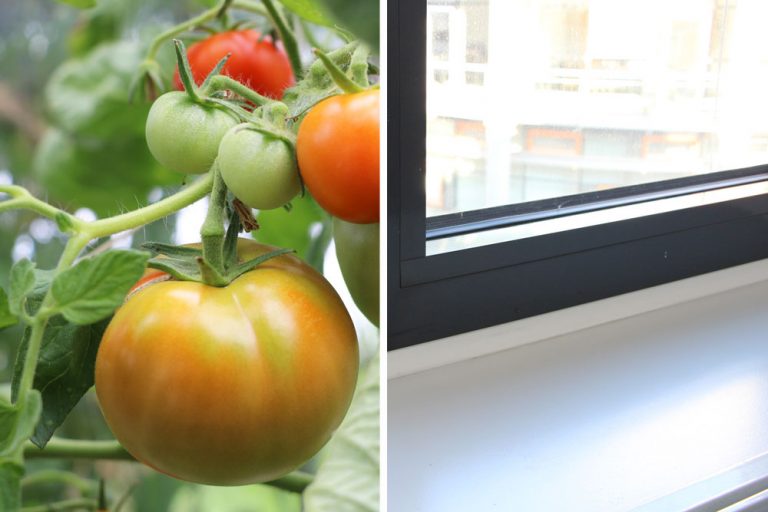 Sind Tomaten mehrjährig? So gelingt das überwintern Tomaten.de