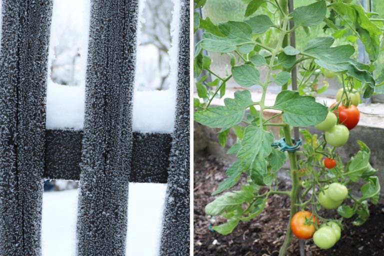 Sind Tomaten mehrjährig? So gelingt das überwintern Tomaten.de