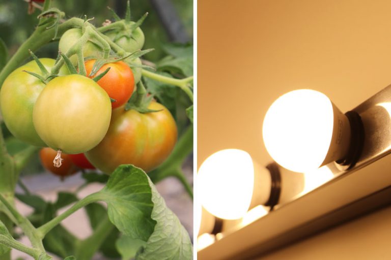 Sind Tomaten mehrjährig? So gelingt das überwintern Tomaten.de