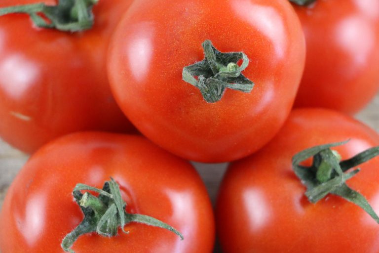 Alte Tomatensorten das sind die besten deutschen TomatenSorten