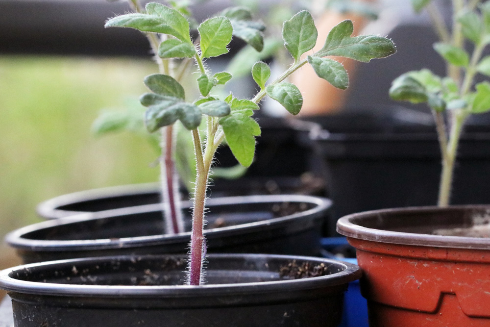 Prick and set for indoor tomatoes