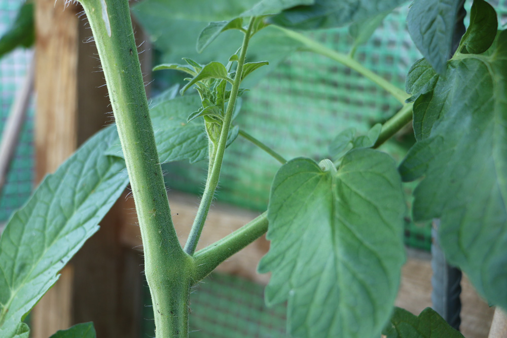 Geiztrieb bei Tomatenpflanze