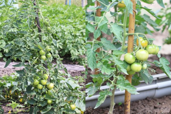 Tomaten ausgeizen ja oder nein? Ab wann? Bebilderte Anleitung