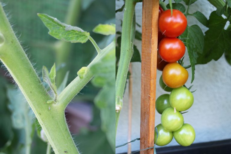 Tomaten ausgeizen ja oder nein? Ab wann? Bebilderte Anleitung