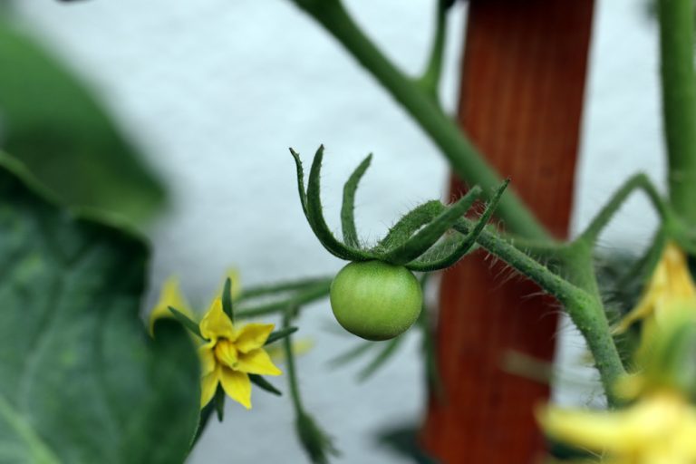 Tomaten im Gewächshaus bestäuben Anleitung Tomatenblüten Tomaten.de