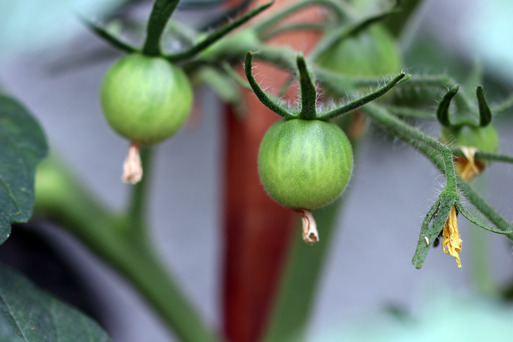 grüne Tomaten - Blühte