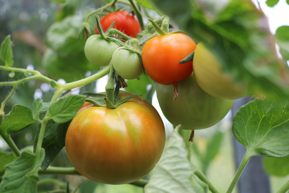  Reihenfolge unserer besten Tomaten überdachen