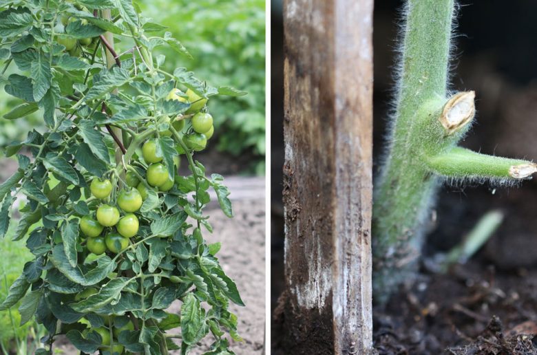 Tomaten im Topf