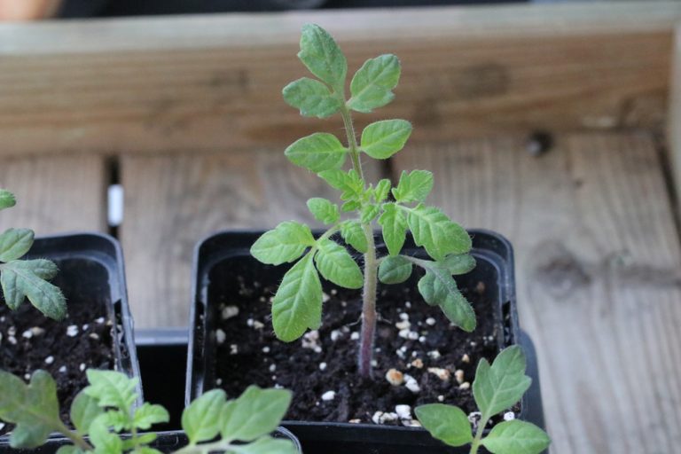 Tomaten pikieren wann und wie? Anleitung in 5 Schritten Tomaten.de