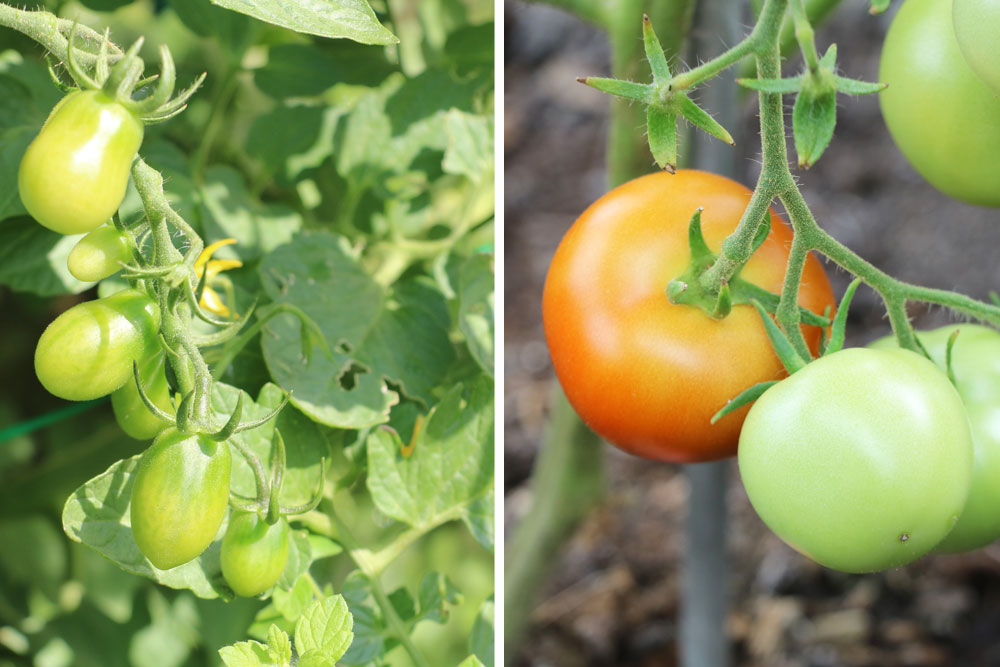 gr-ne-tomaten-nachreifen-lassen-so-gelingt-es-immer-tomaten-de