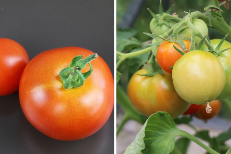 Welche Temperaturen vertragen Tomaten? Wie lange bleiben sie draußen