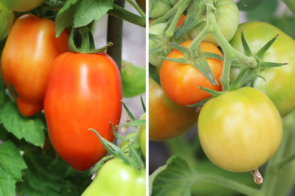 Tomaten im Beet reifen lassen