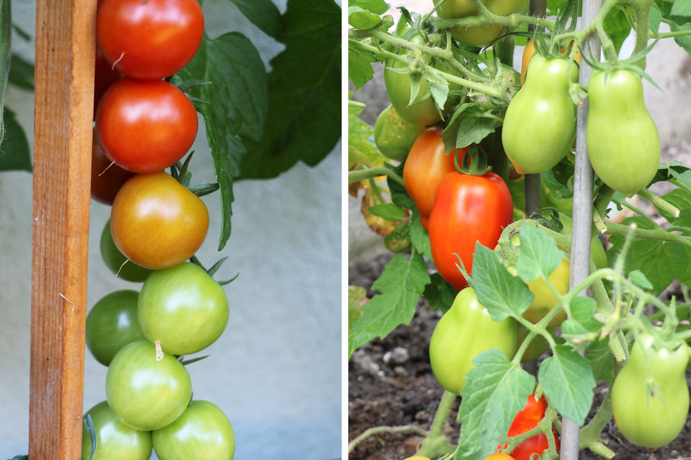 Grüne Tomaten nachreifen lassen - so gelingt es immer - Tomaten.de