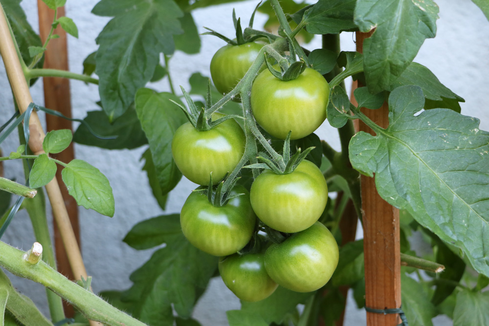 Unreife Tomaten