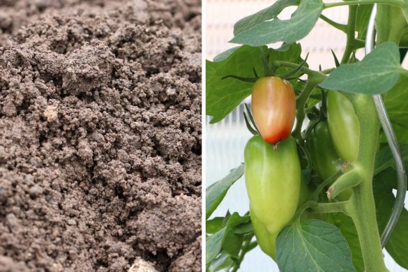 Welche Erde ist am besten für Tomaten? Die ideale Tomatenerde Tomaten.de