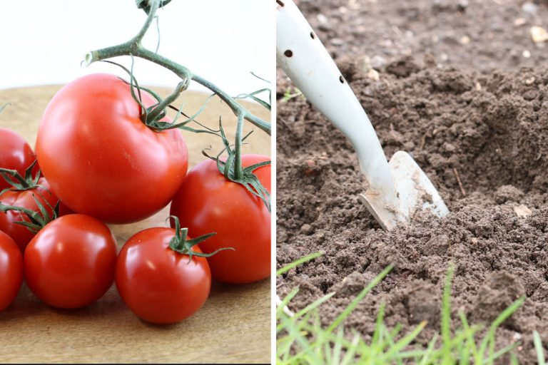 Tomaten pflanzen Wann ist die beste Pflanzzeit? Tomaten.de