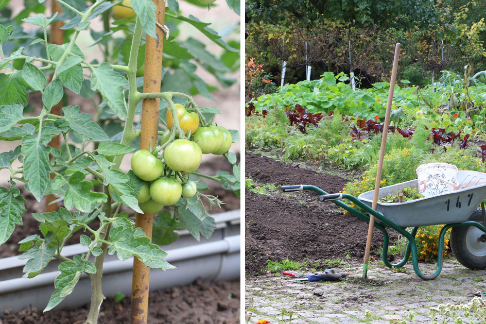 Tomaten Pflanzen Video Tomaten Pflanzen Video