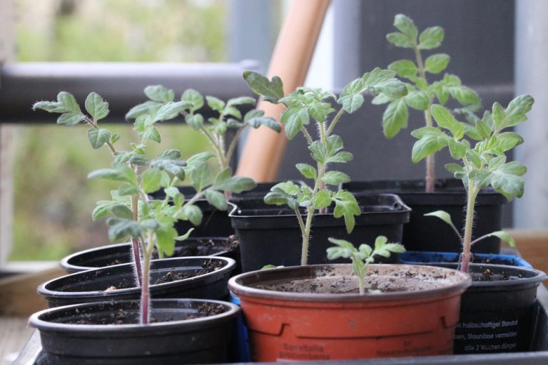 Tomaten mit langen Stielen tiefer setzen wann, wie oft und wie