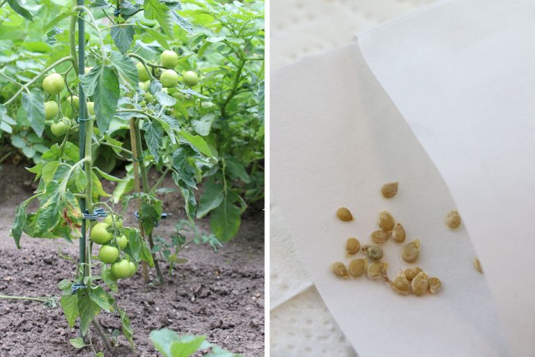 Tomaten säen wann ist der ideale Zeitpunkt? Tomaten.de
