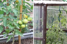 Ab wann dürfen Tomaten ins Gewächshaus? Tomaten.de
