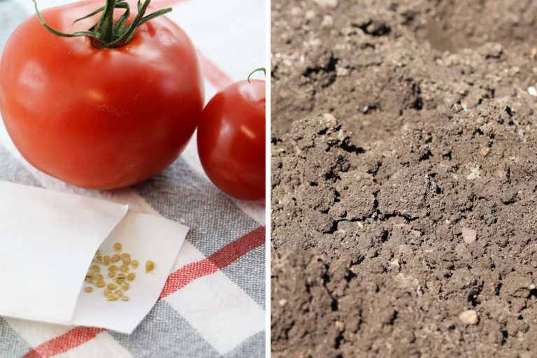 Tomaten säen wann ist der ideale Zeitpunkt? Tomaten.de