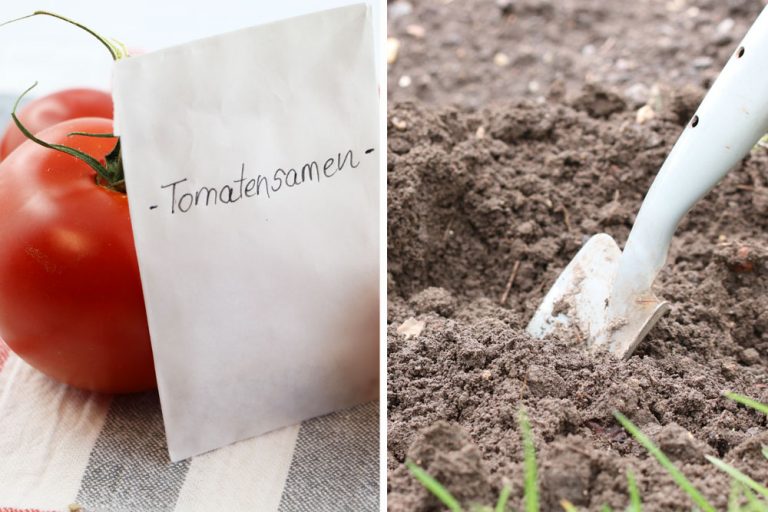 Tomaten säen wann ist der ideale Zeitpunkt? Tomaten.de