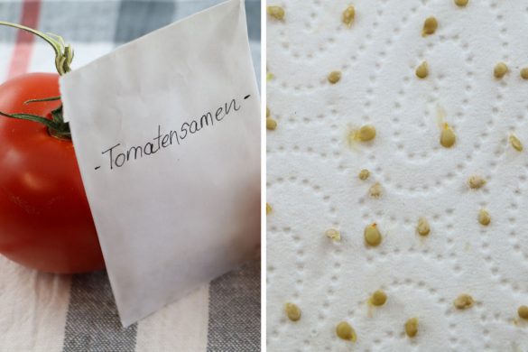 Tomaten Wurzeltiefe wie tief wurzeln Tomatenpflanzen? Tomaten.de