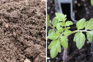 TomatenPflanzen selber ziehen so gelingen Anzucht und Pflege