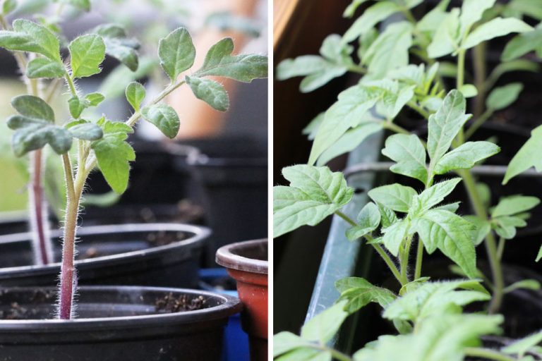 Idealer Standort von Tomaten Schatten, Halbschatten oder Sonne