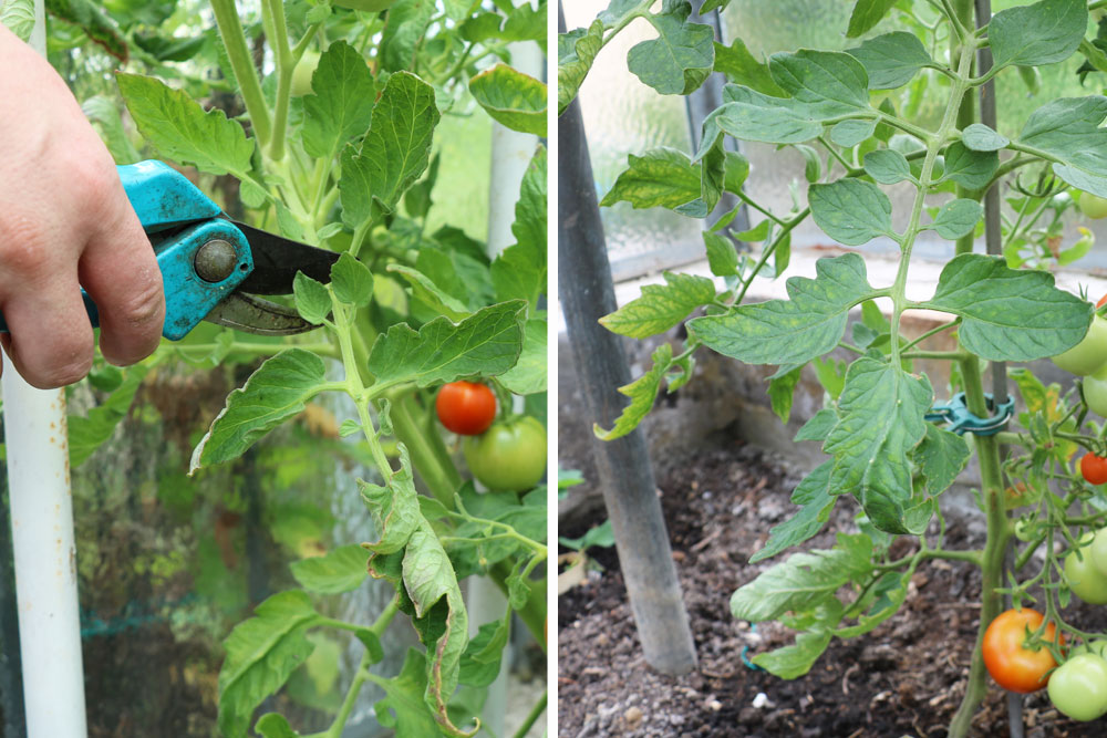 Blätter von Tomatenpflanzen entfernen
