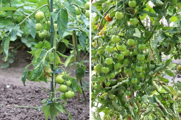 Tomaten wachsen nicht weiter So werden sie hoch und groß Tomaten.de