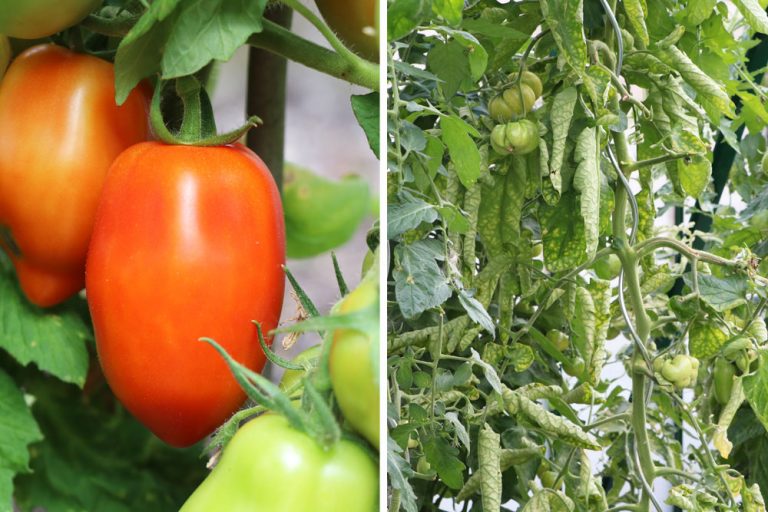 Tomatenblätter abschneiden darf man sie entfernen? Ja oder nein