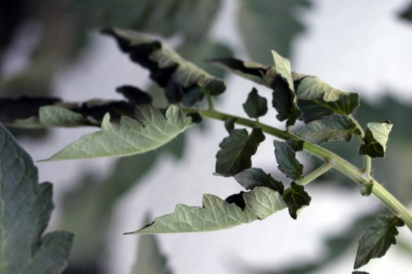 Nährstoffmangel bei Tomaten: Mangelerscheinungen erkennen - Tomaten.de