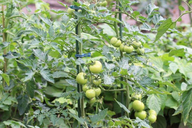 Tomaten pflanzen der richtige Abstand und Platzbedarf Tomaten.de