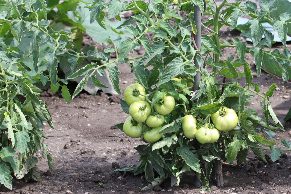 Abstand von Tomatenpflanzen