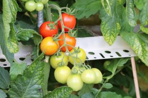 Tomaten im Kübel mit Wasserspeicher anbauen so geht's Tomaten.de