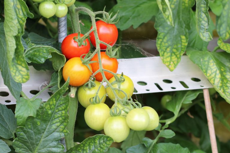 Sind Tomaten giftig für Katzen? Das ist zu beachten Tomaten.de