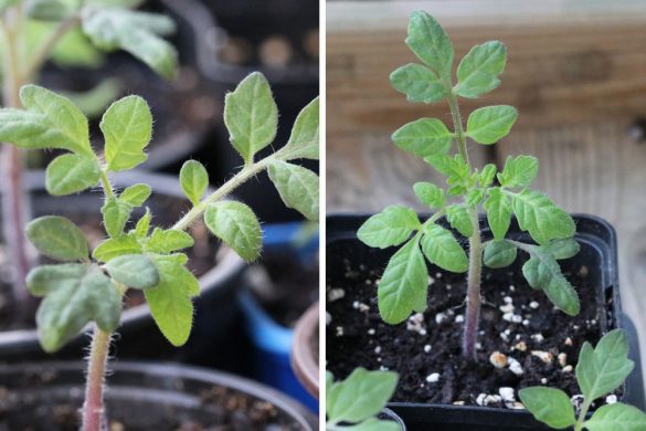 Wie viel Licht und Sonne/Sonnenstunden brauchen Tomaten? Tomaten.de